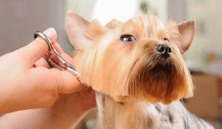 El corte de pelo del perro