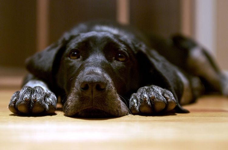 Vómito con sangre en perros