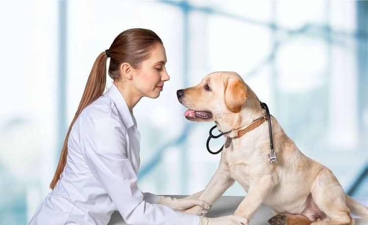 Perro con veterinario