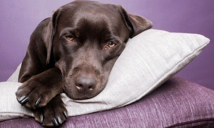 El perro está tumbado