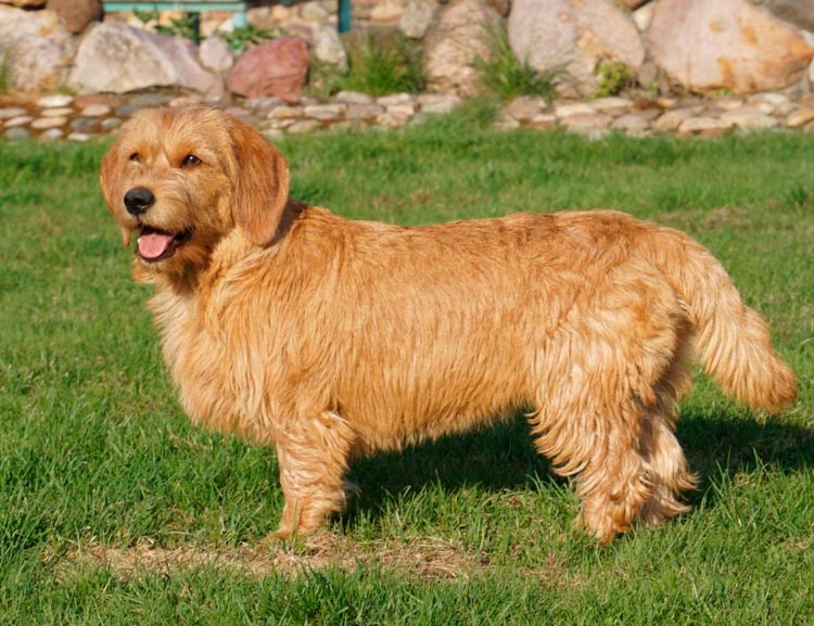 Raza Basset Bretón Leonado