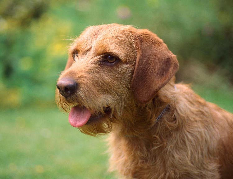 Perro de raza Basset Bretón Leonado
