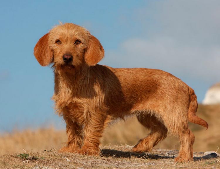 Cachorro de basset bretón rojo