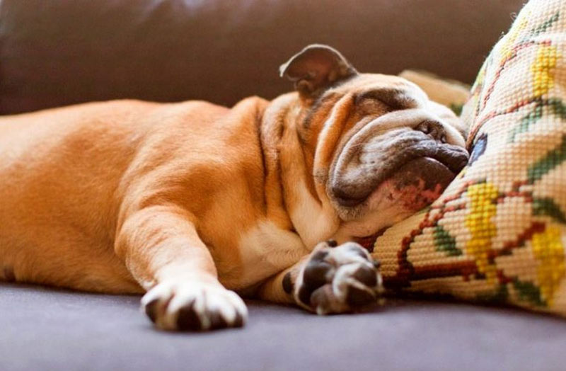 Las razas de perros más perezosas