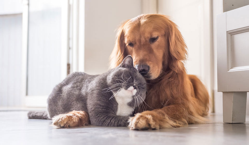 Razas de perros que se llevan bien con los gatos