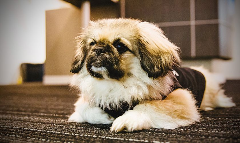 Pekinés en el piso