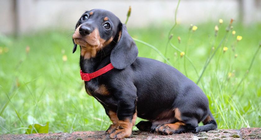 Cachorro de teckel