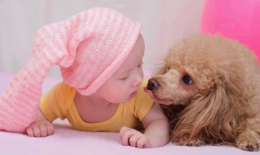 Caniche y niño