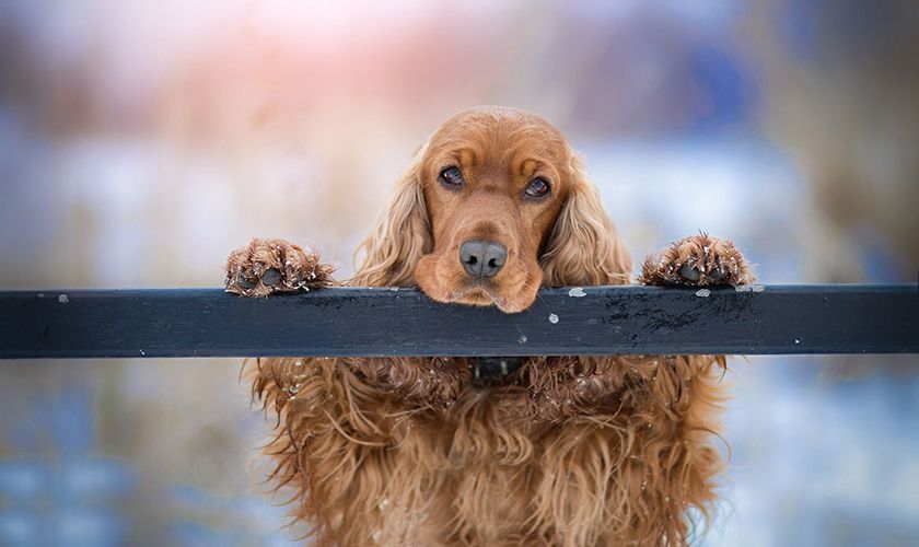 Cocker spaniel rojo
