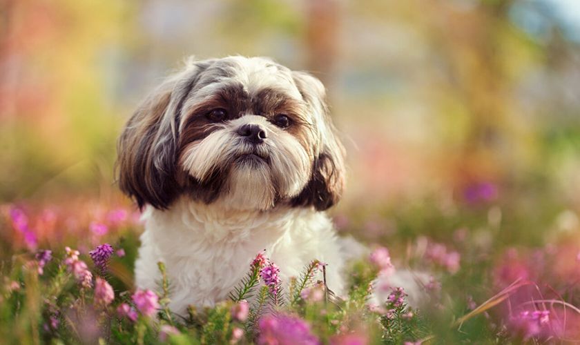 Shih tzu en el prado