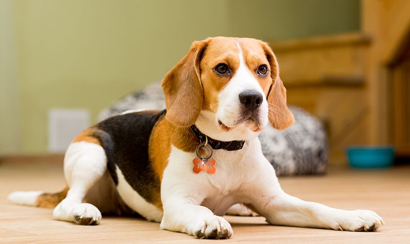 Beagle en el piso