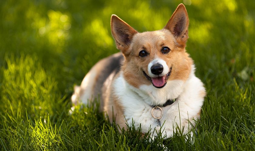 Corgi sobre la hierba