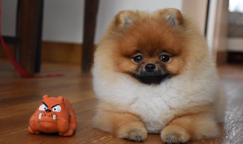 Pomerania