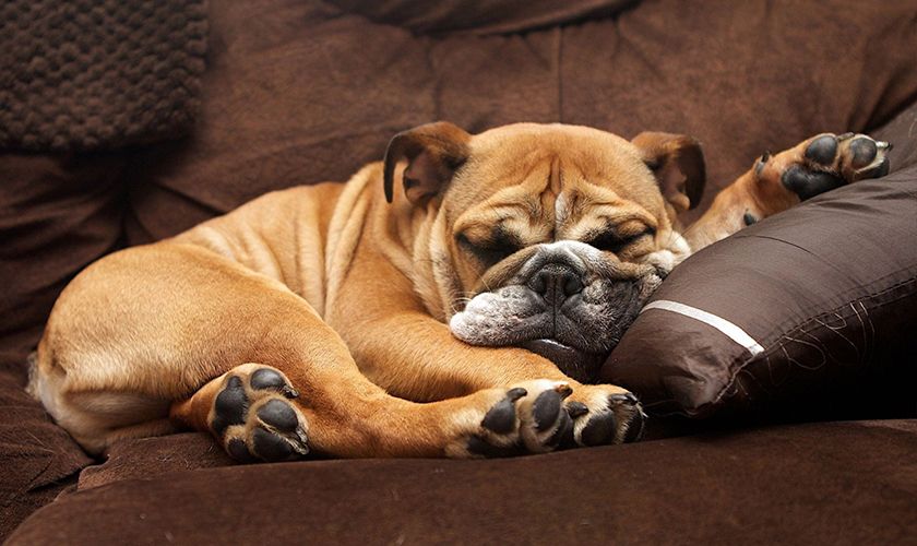 Bulldog durmiendo