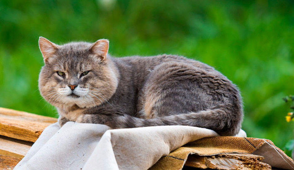 ¿Los gatos se vuelven canosos en la vejez?