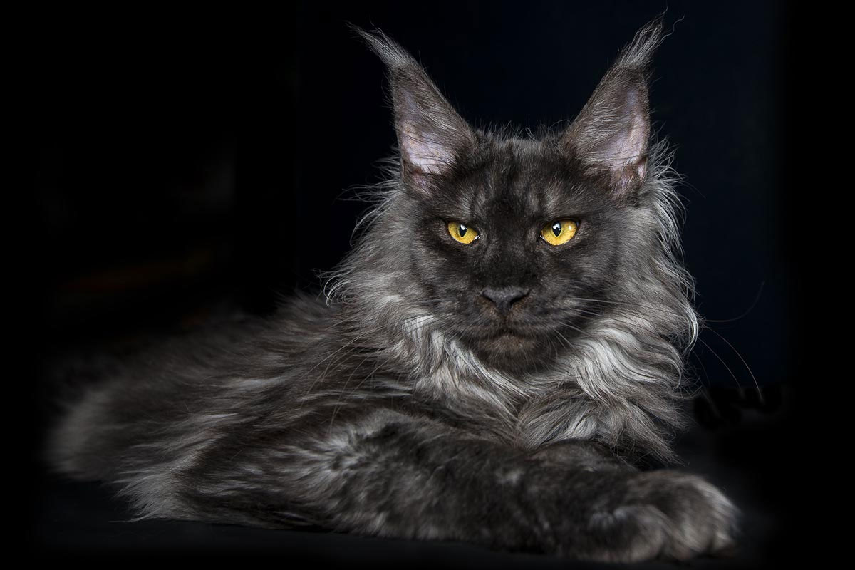 Maine Coon: color negro con efecto canoso