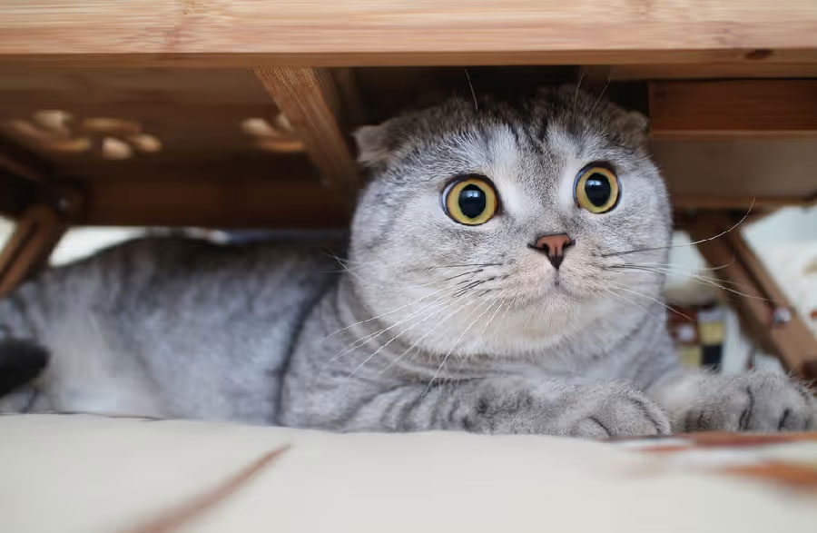 Estrés en gatos: ¿pueden aparecer canas?