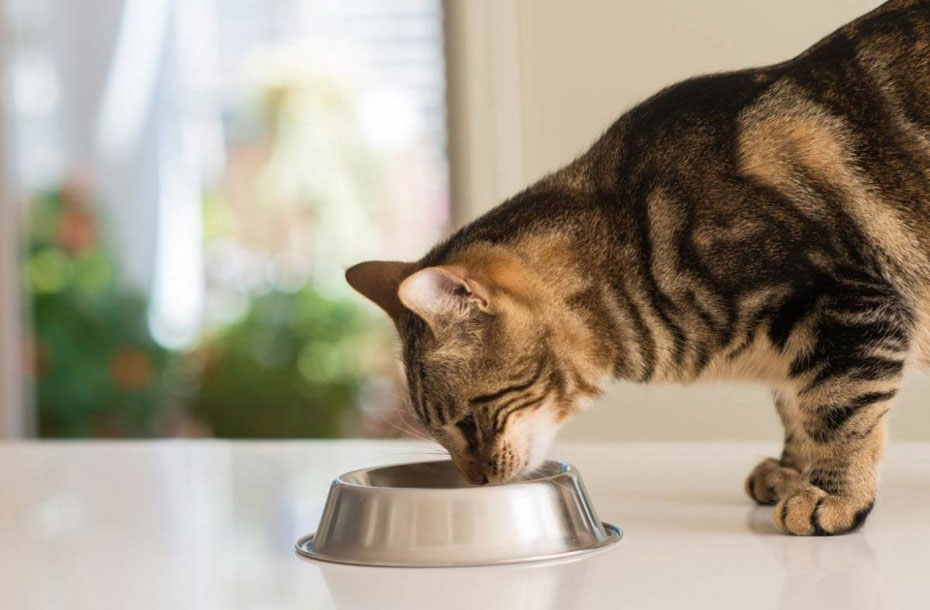 ¿Cómo se relacionan las canas tempranas con la alimentación del gato?