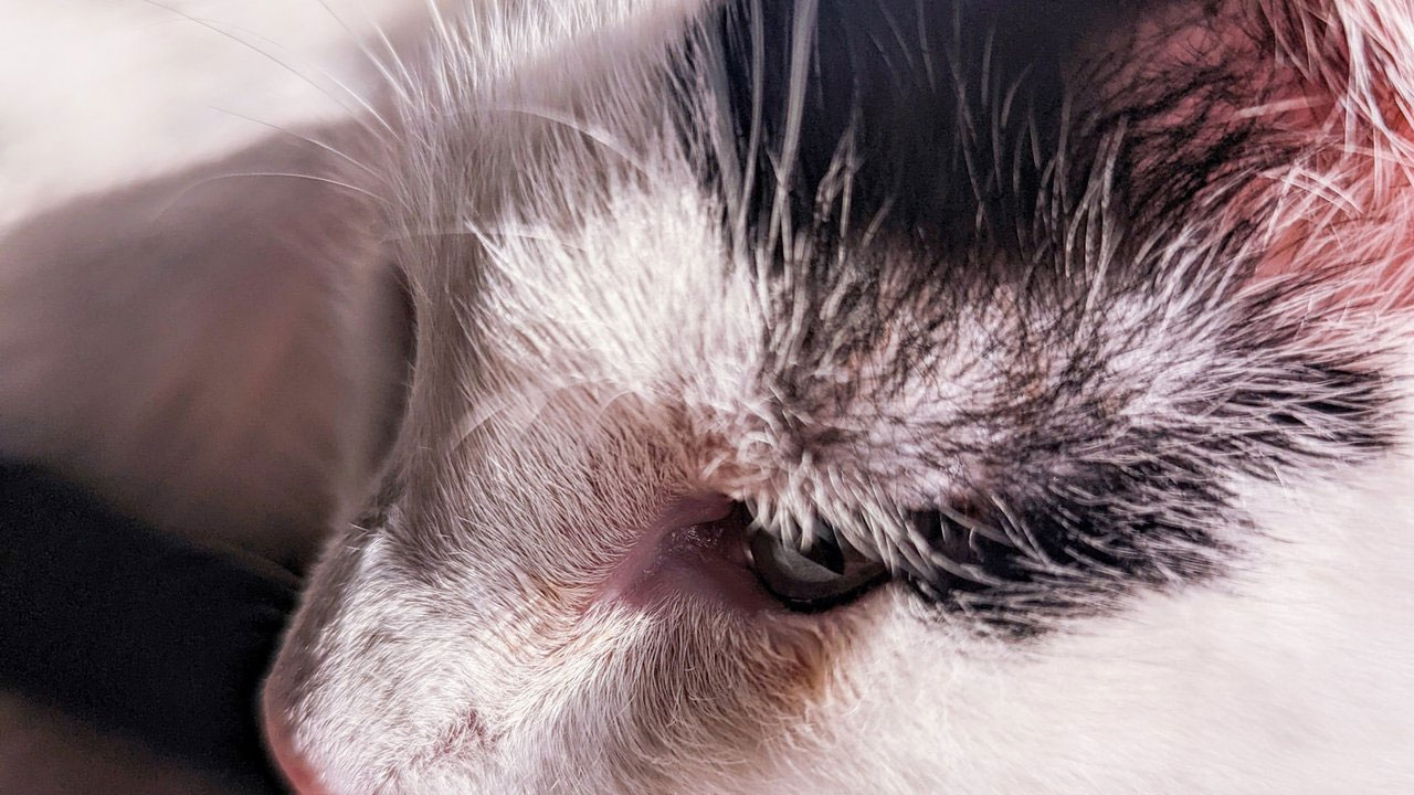 Canas en el hocico del gato