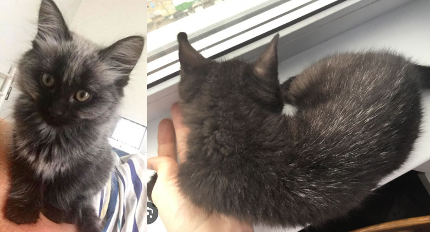 Gatito canoso