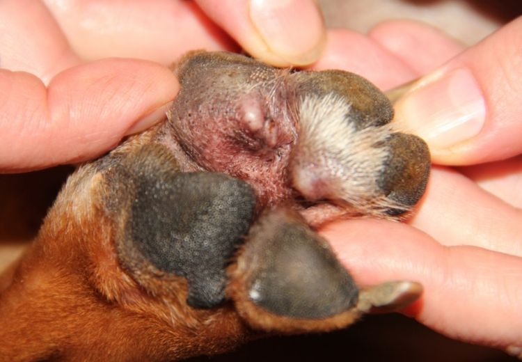 Pododermatitis interdigital en el perro