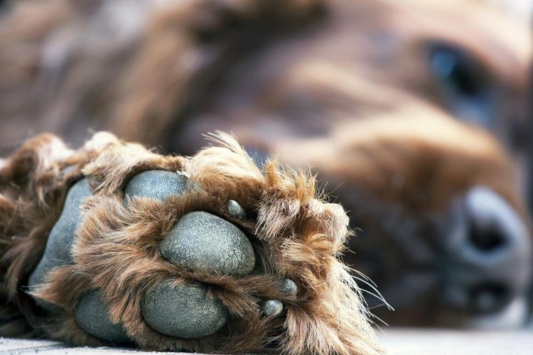Tumor en un perro