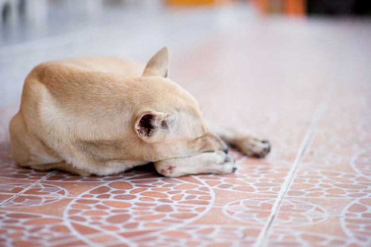 Bultos en las patas traseras del perro