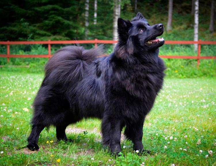 perro de raza Lapphund sueco