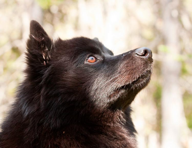 Foto de Lapphund sueco