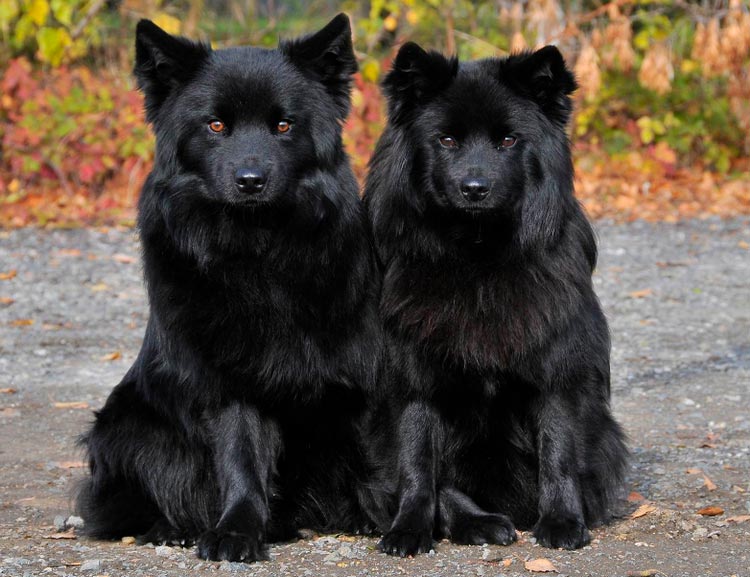 Dos lapphunds suecos