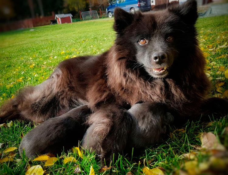 cachorros del Lapphund sueco