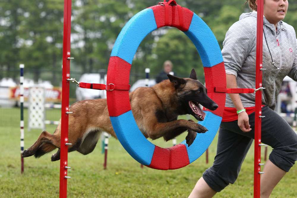 Entrenador, perro y pista de obstáculos