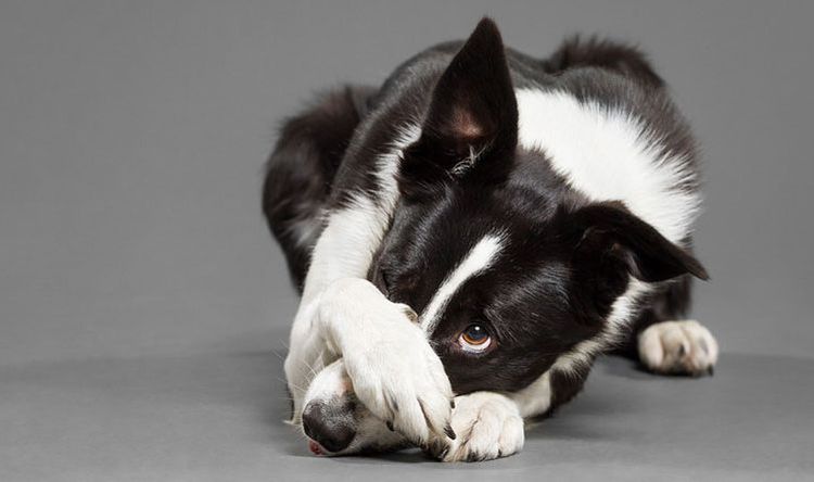 El perro se tapa la nariz con la pata