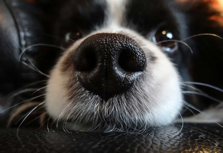 El perro tiene secreción nasal y la nariz húmeda