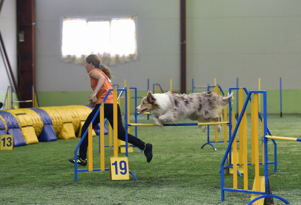 Perro, chica, circuito de obstáculos