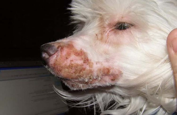 Estafilococo dorado en el hocico de un perro