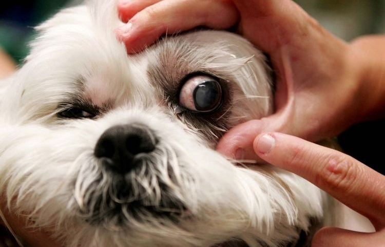 Afectación ocular por estafilococo