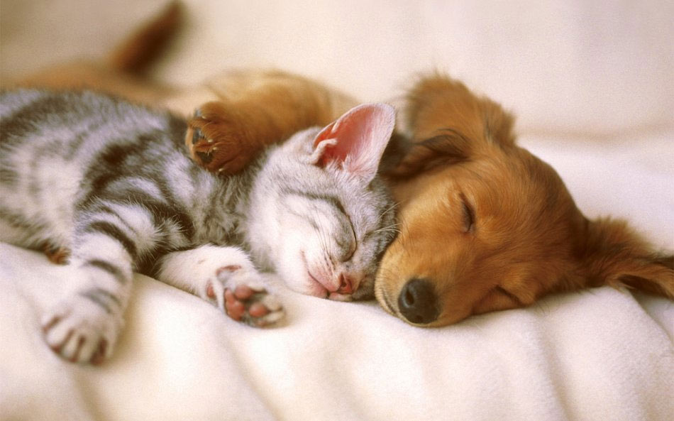 cómo cortar las uñas a gatos y perros en casa