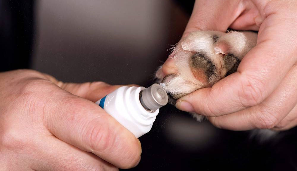 Cómo elegir un cortaúñas seguro para gato o perro