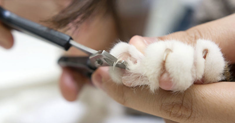 ¿Qué es mejor para cortar las uñas a los animales: el cortaúñas o la amoladora?
