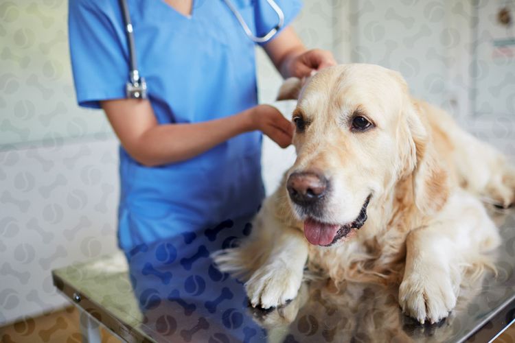 Examen del perro por el veterinario