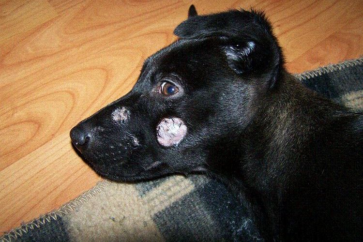 Tricofitia en perros