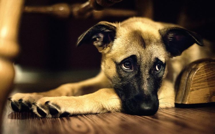Cachorro triste