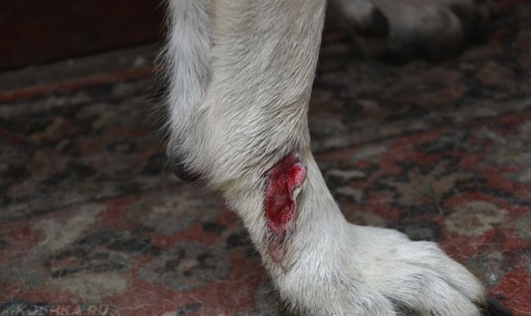 Absceso en un perro