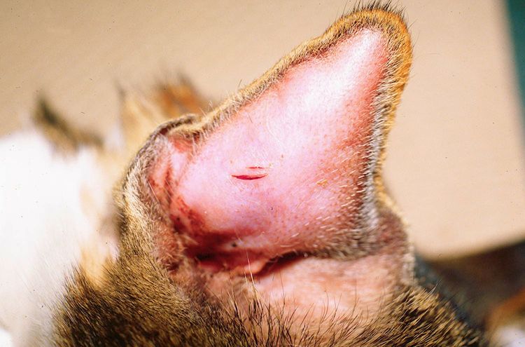 Hematoma en perros