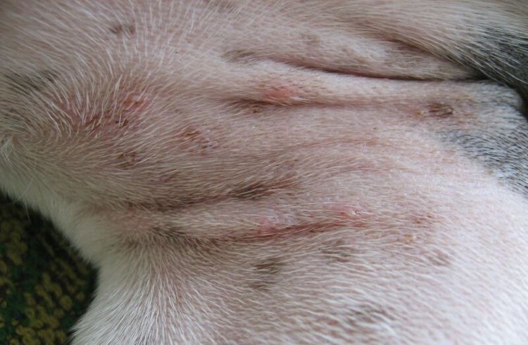 Piodermia en el perro