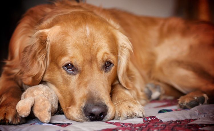 Bulto bajo la piel del perro