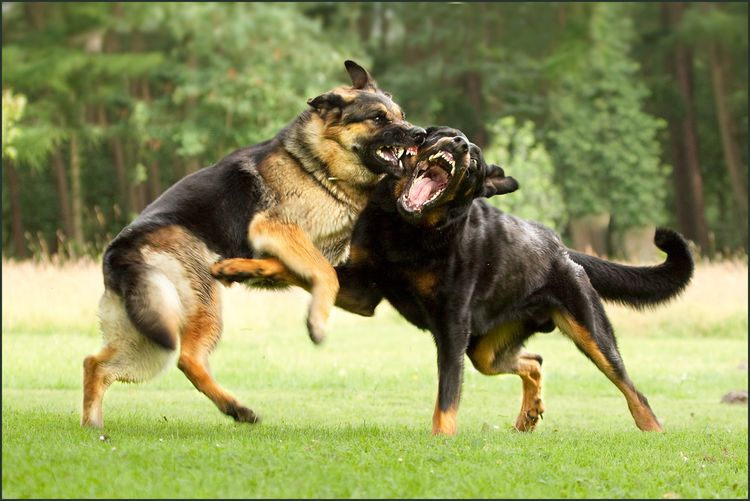 Perros que se pelean