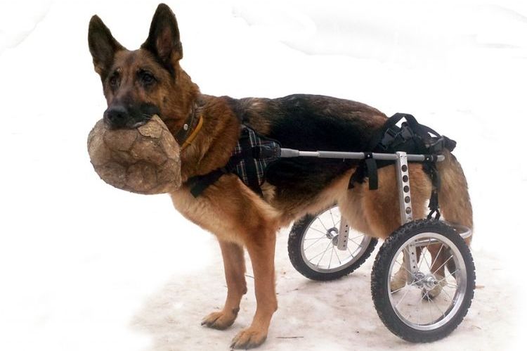 Perro discapacitado