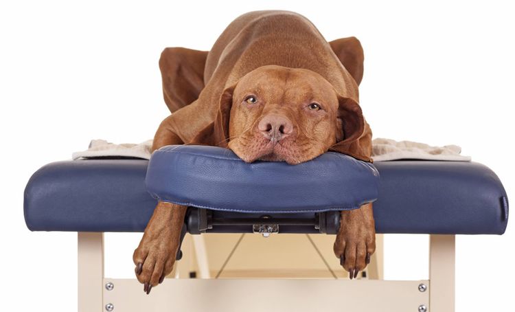 El perro no puede mover las patas traseras.
